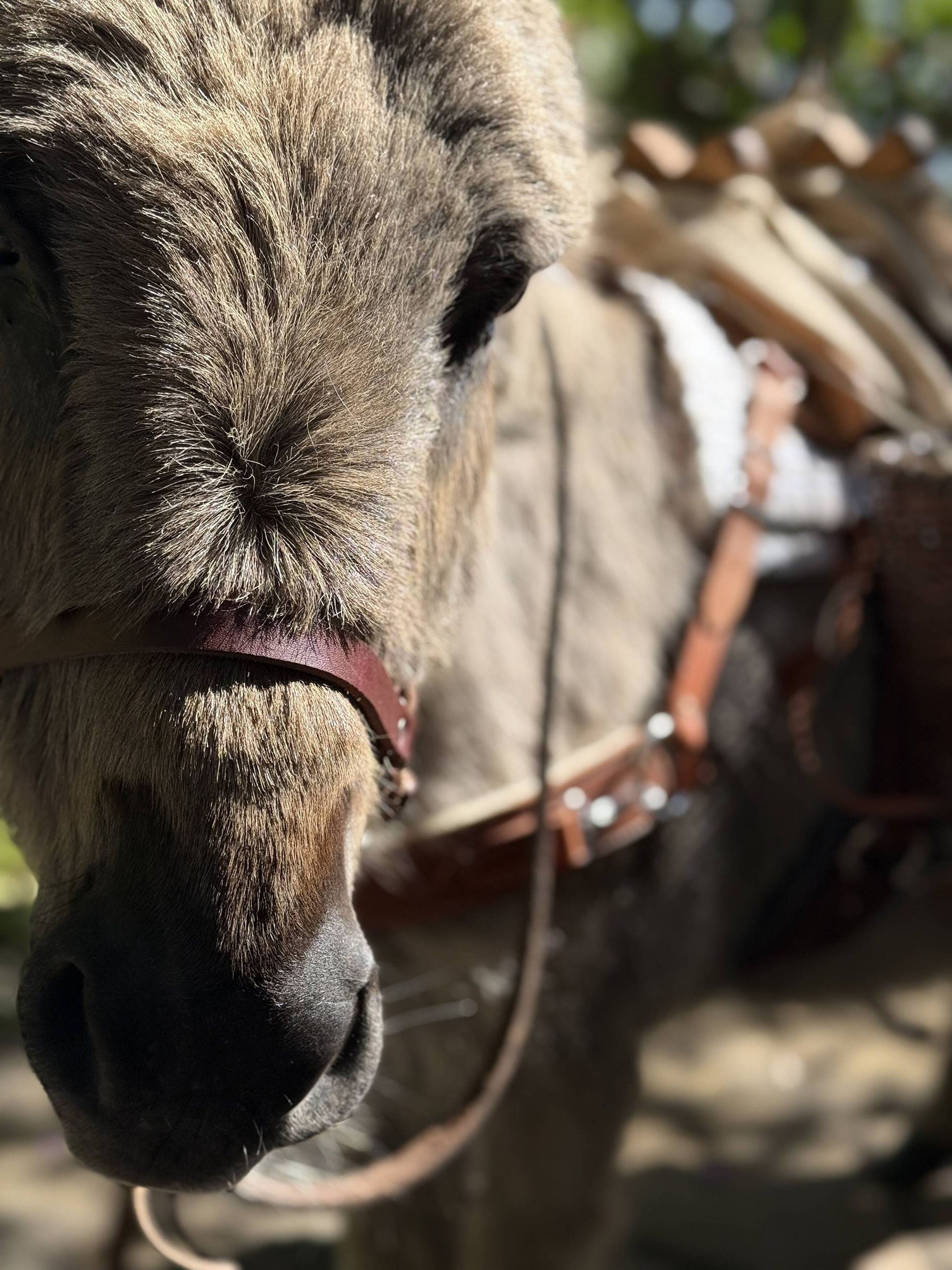 Burro Beverage Co. gallery photo