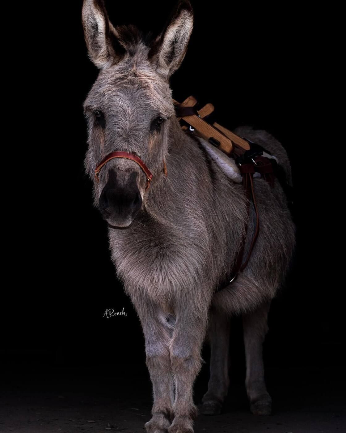 Burro Beverage Co. gallery photo
