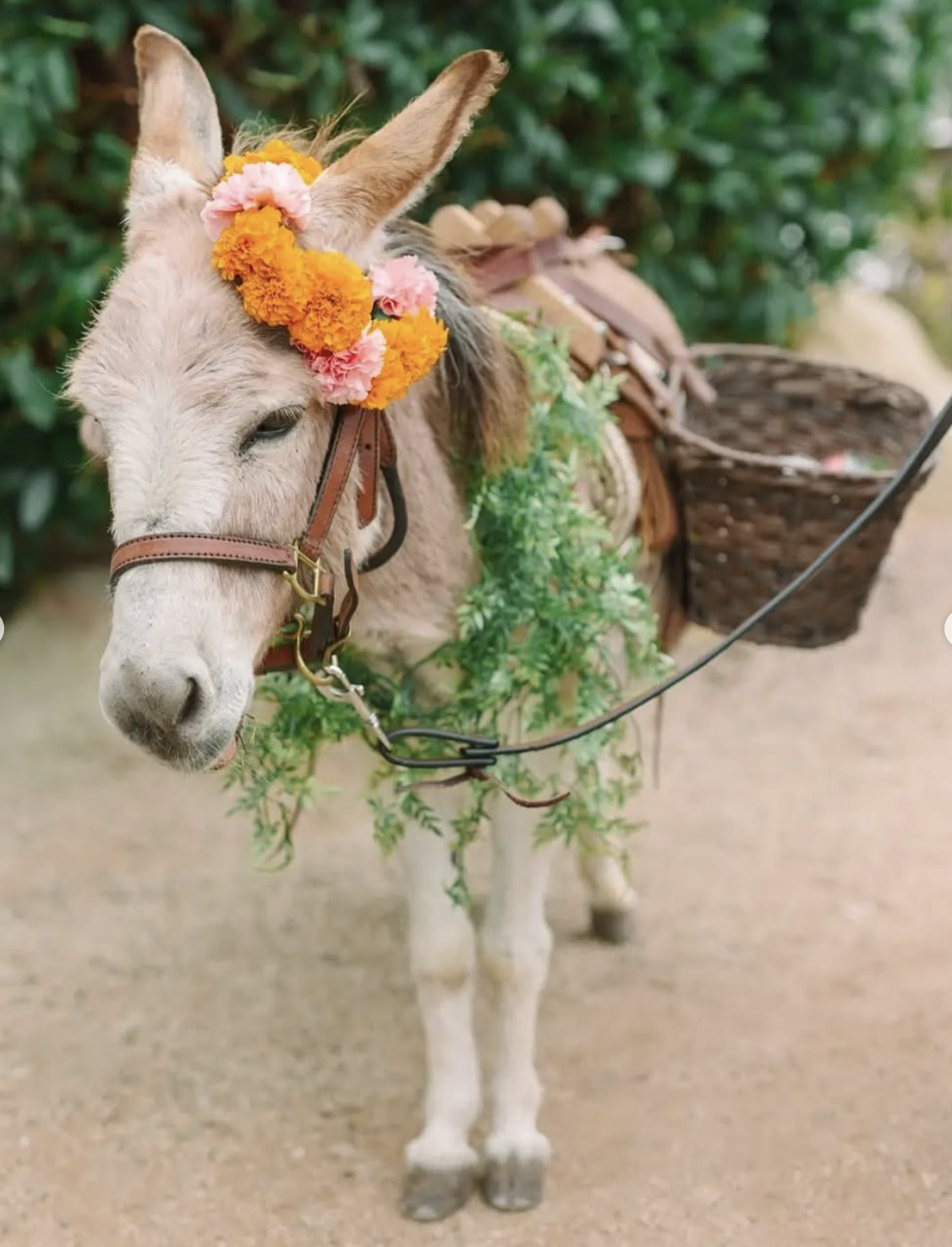 Burro Beverage Co. gallery photo